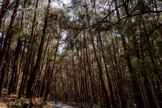Pine Forest Walk Kodaikanal
