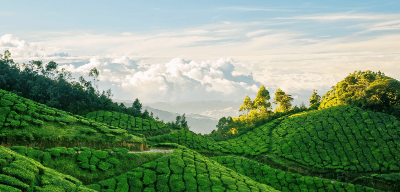 Munnar Tea Gardens and Thekkady Wildlife Tour